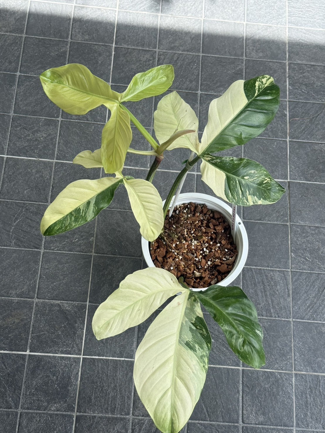 pachira aquatica money plant Pachira aquatica aubul (Braided Money Tree) – Mari's Gardens main image 1
