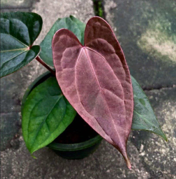 Anthurium zara michelle X luxurians | rare house plants, not