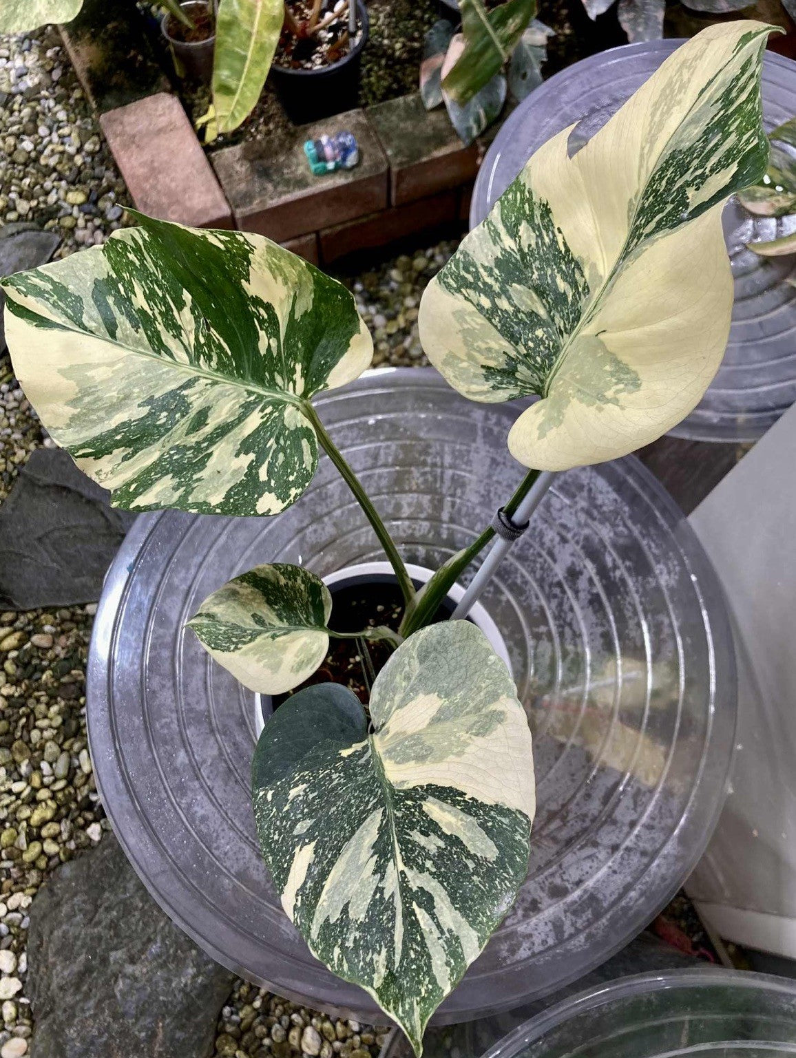 rare monstera Rare Monstera deliciosa Ivory Variegated
