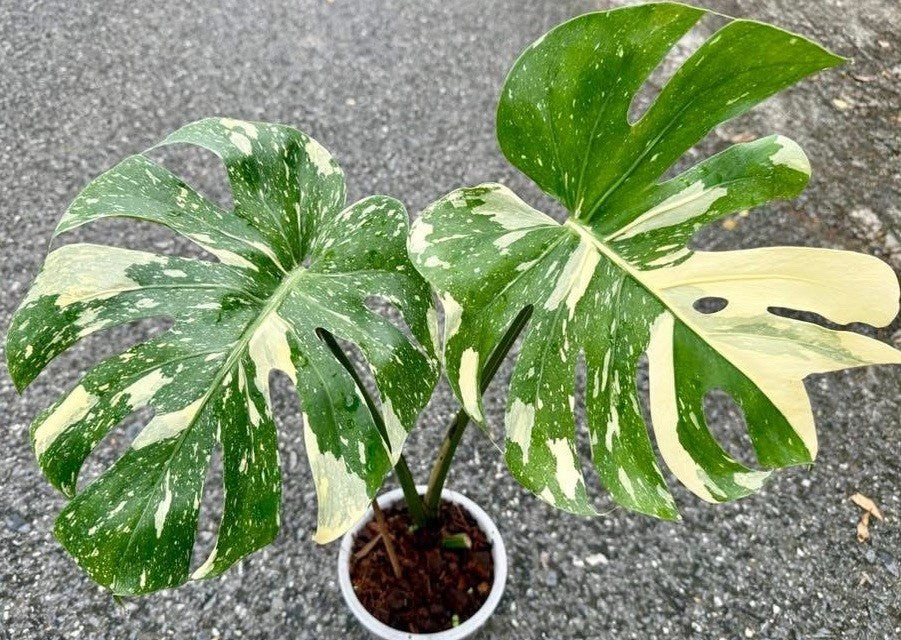 monstera deliciosa ivory Rare Monstera Ivory Variegated
