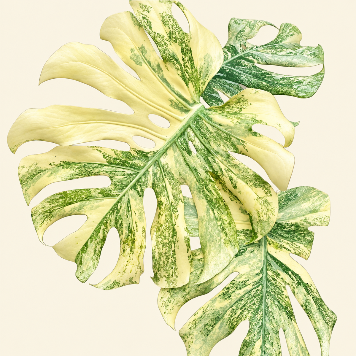 How to Care for Your Monstera legacy with Expert Tips from Our Team