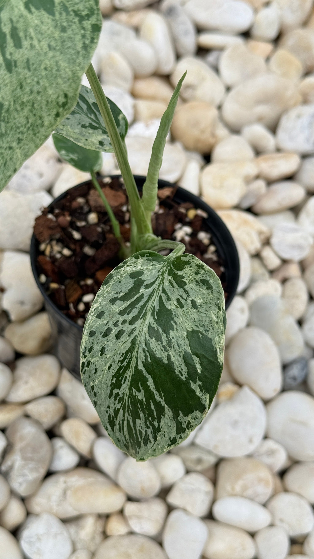 Monstera bulbasaur variegated