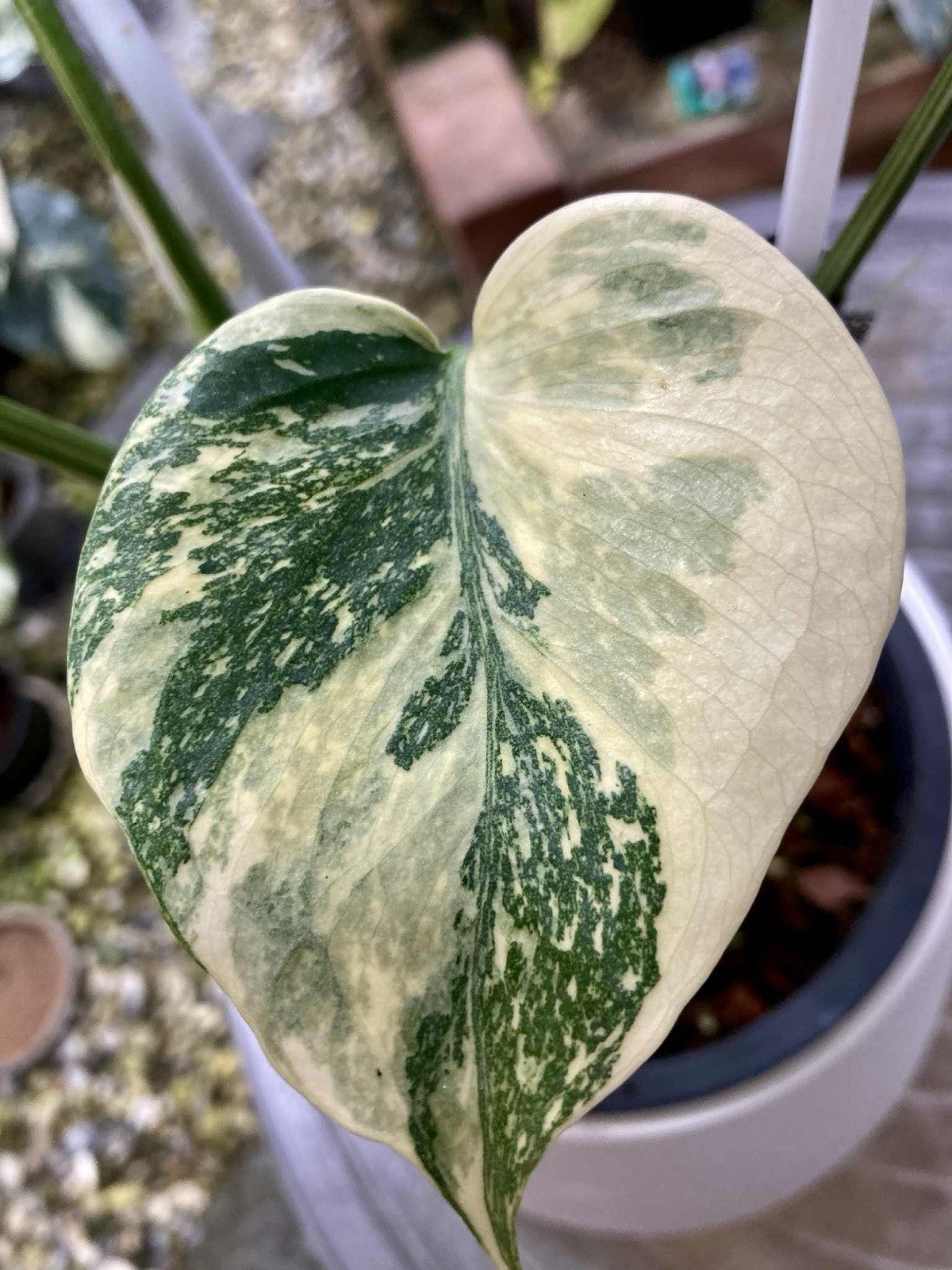 Rare Monstera deliciosa Ivory Variegated | houseplant , not