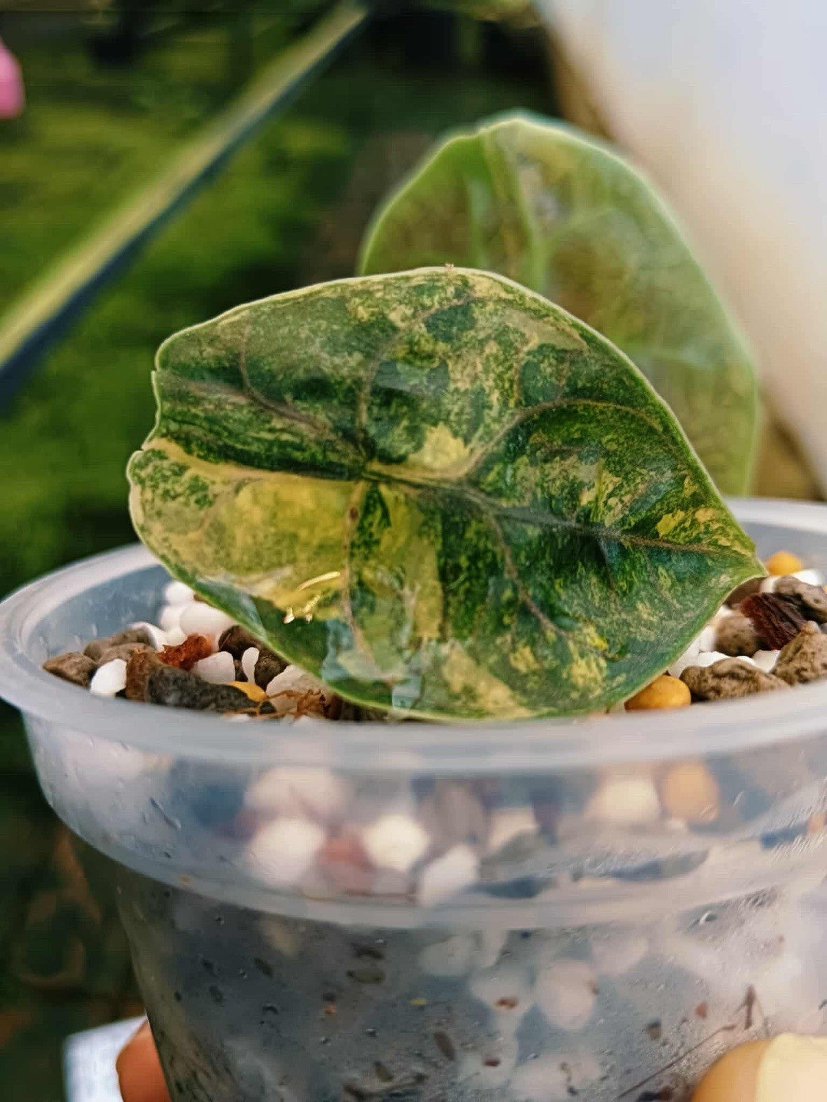 Alocasia Azlani Aurea Variegated Houseplant Rare – My Store