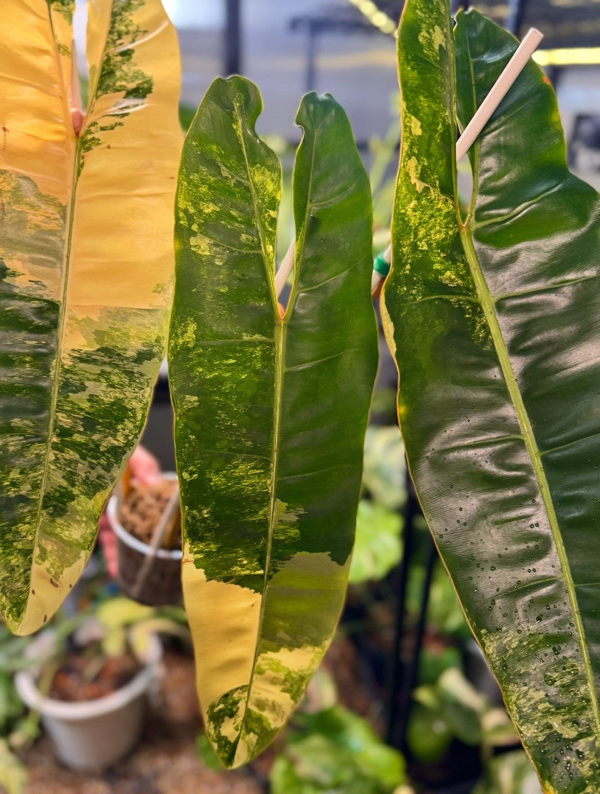 46102444