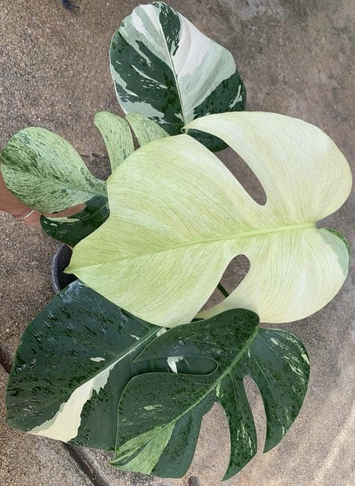 epi
