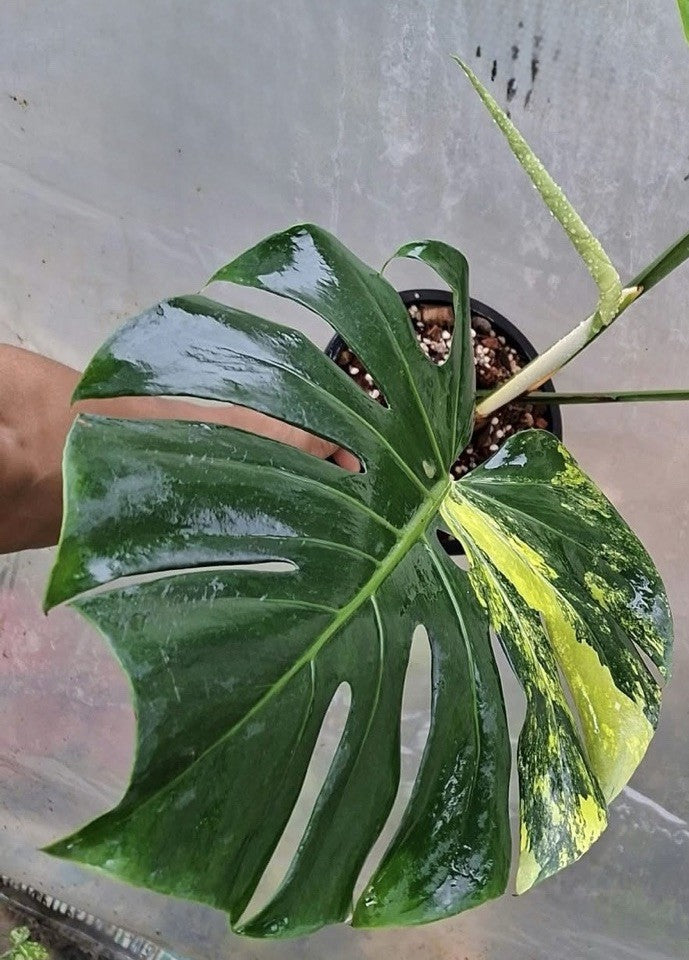 xxl monstera deliciosa XXL LARGE FORM HIGHLY VARIEGATED Monstera Deliciosa Aurea Marilyn 3-LE – My Store