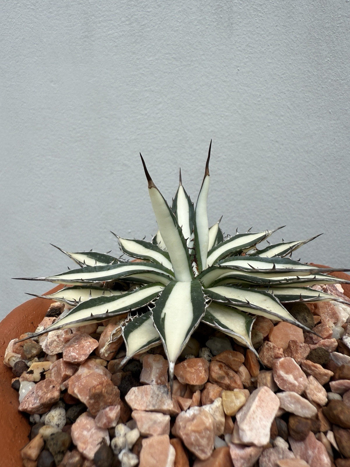 Agave Horrida White – My Store
