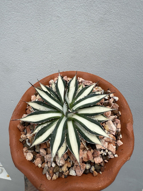 Agave Horrida White – My Store