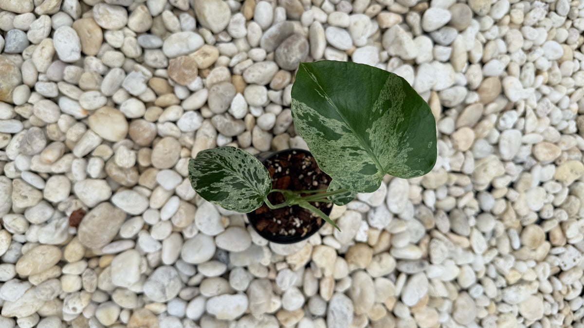 Monstera bulbasaur variegated