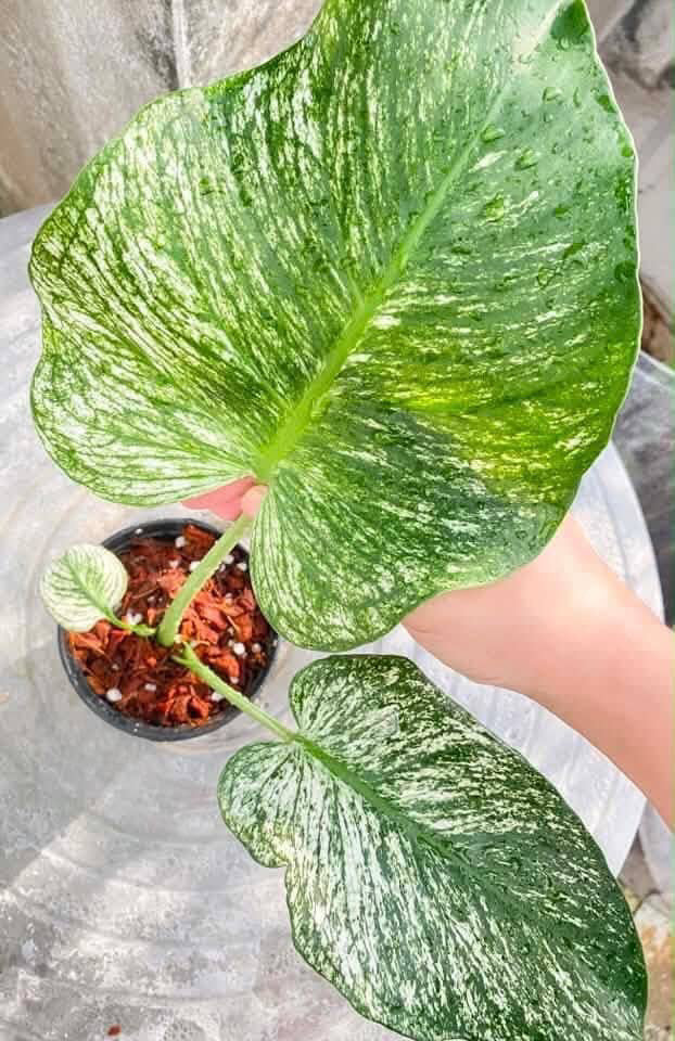 Monstera devil - My Store