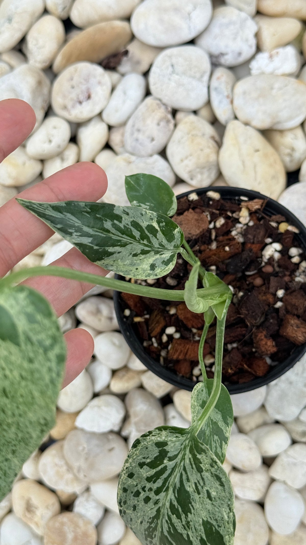 Monstera bulbasaur variegated