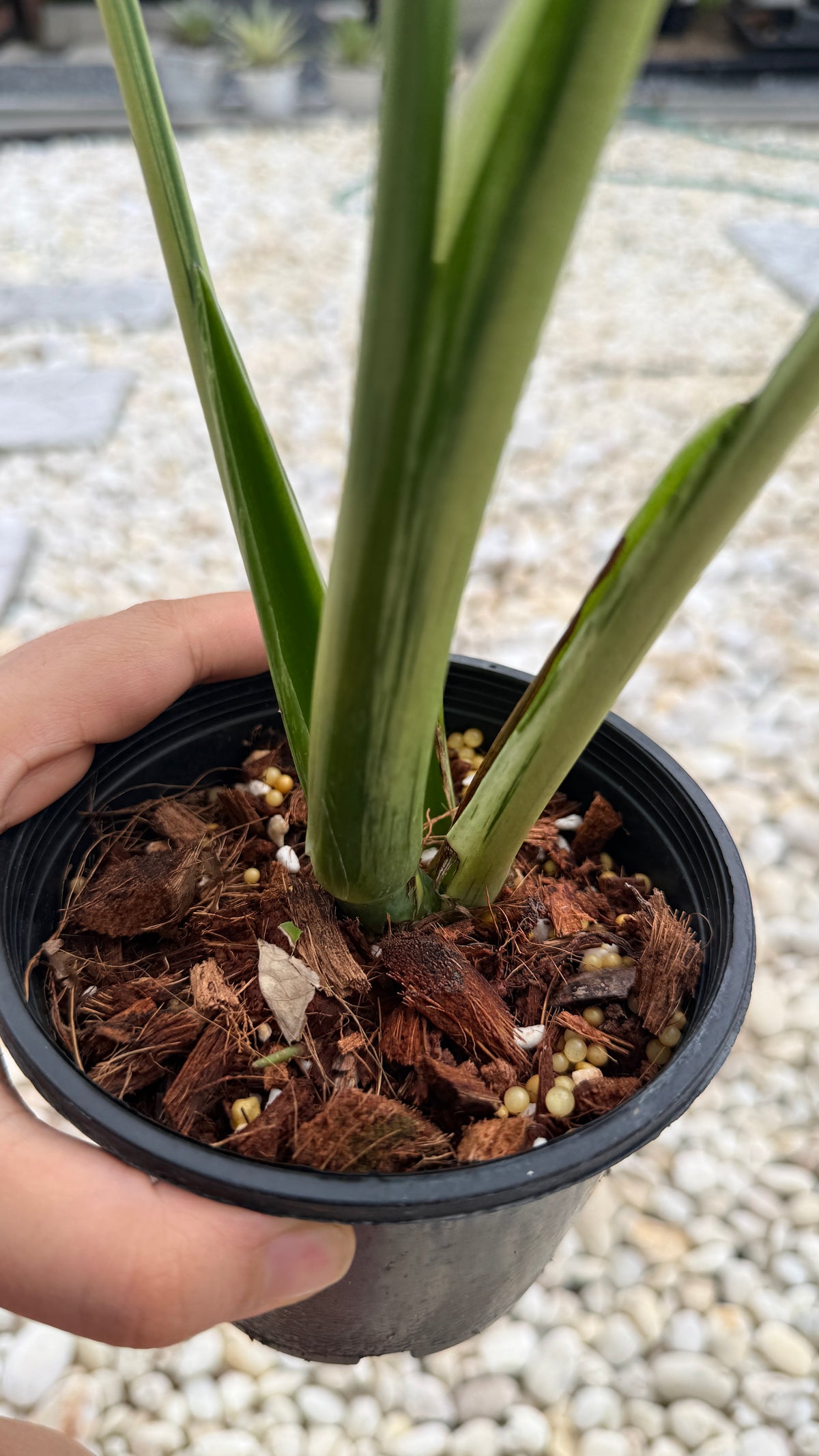 Monstera bulbasaur variegated