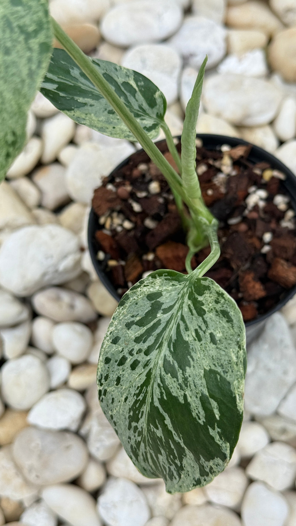 Monstera bulbasaur variegated
