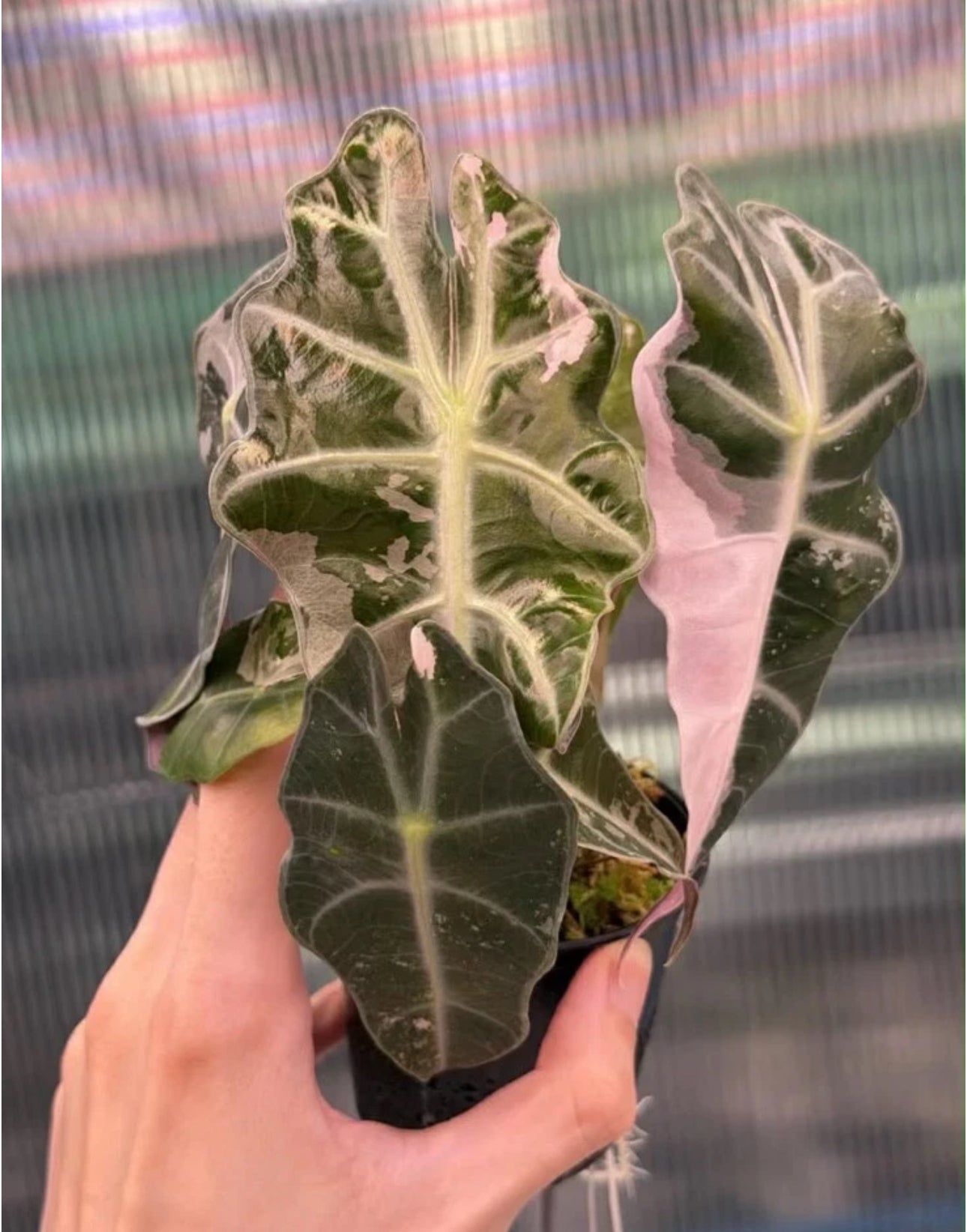 Amazonica price difference