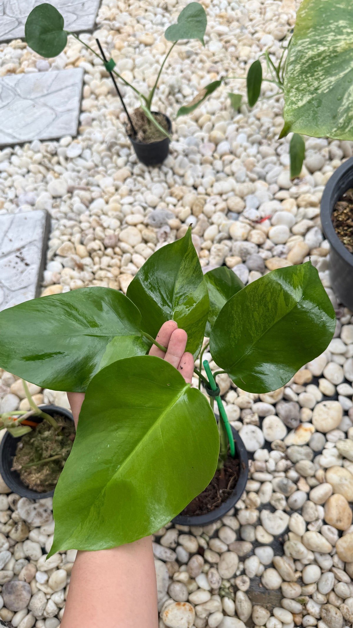 Monstera green on green variegated
