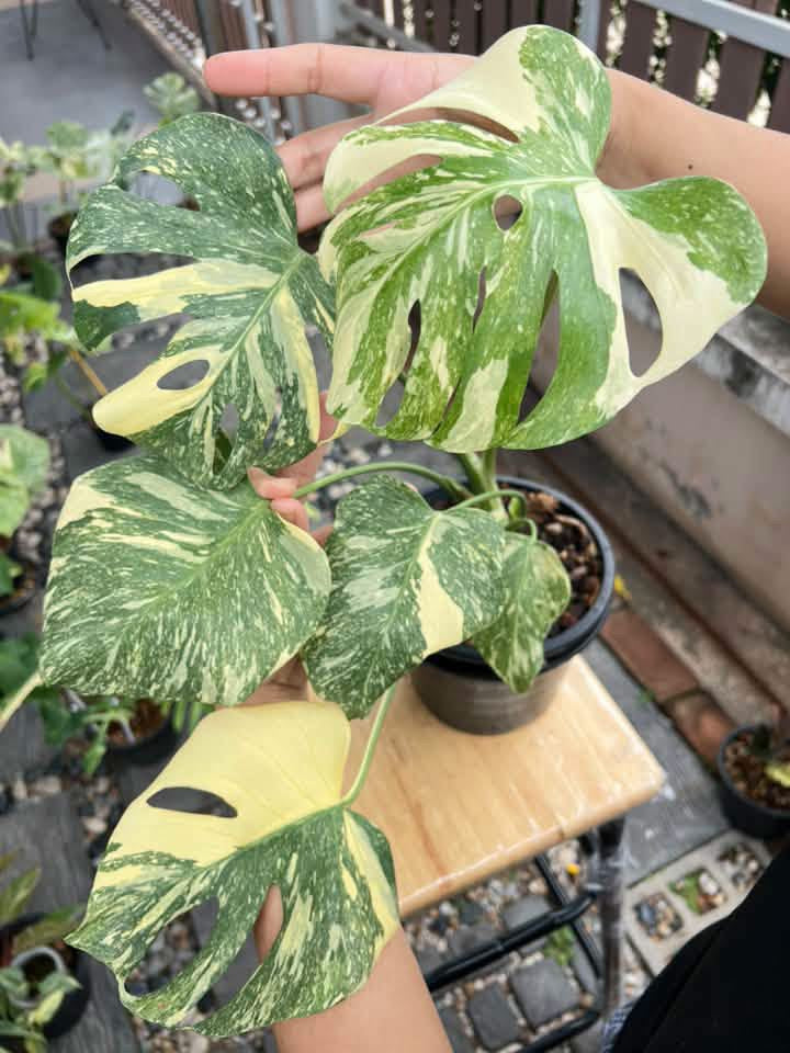 Monstera Creme brulee variegated houseplant rooted