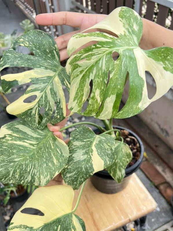 Monstera Creme brulee variegated houseplant rooted