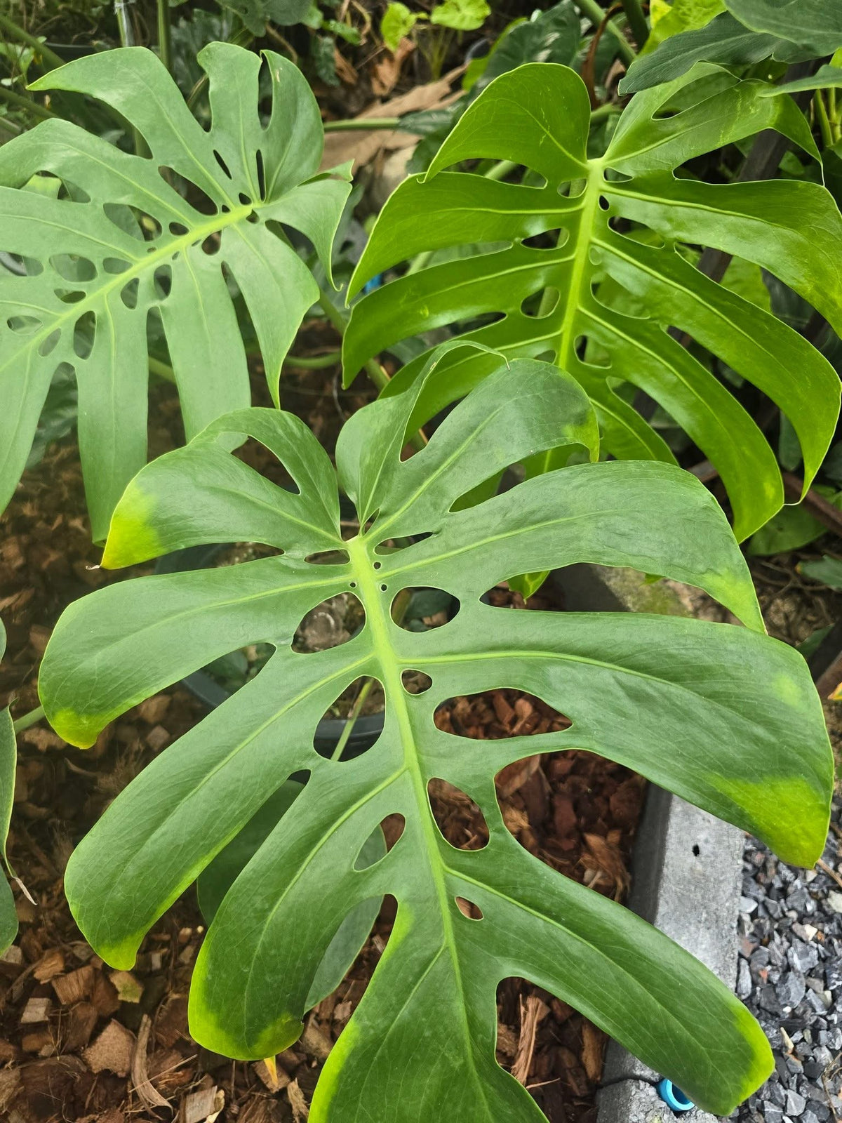 Monstera deliciosa