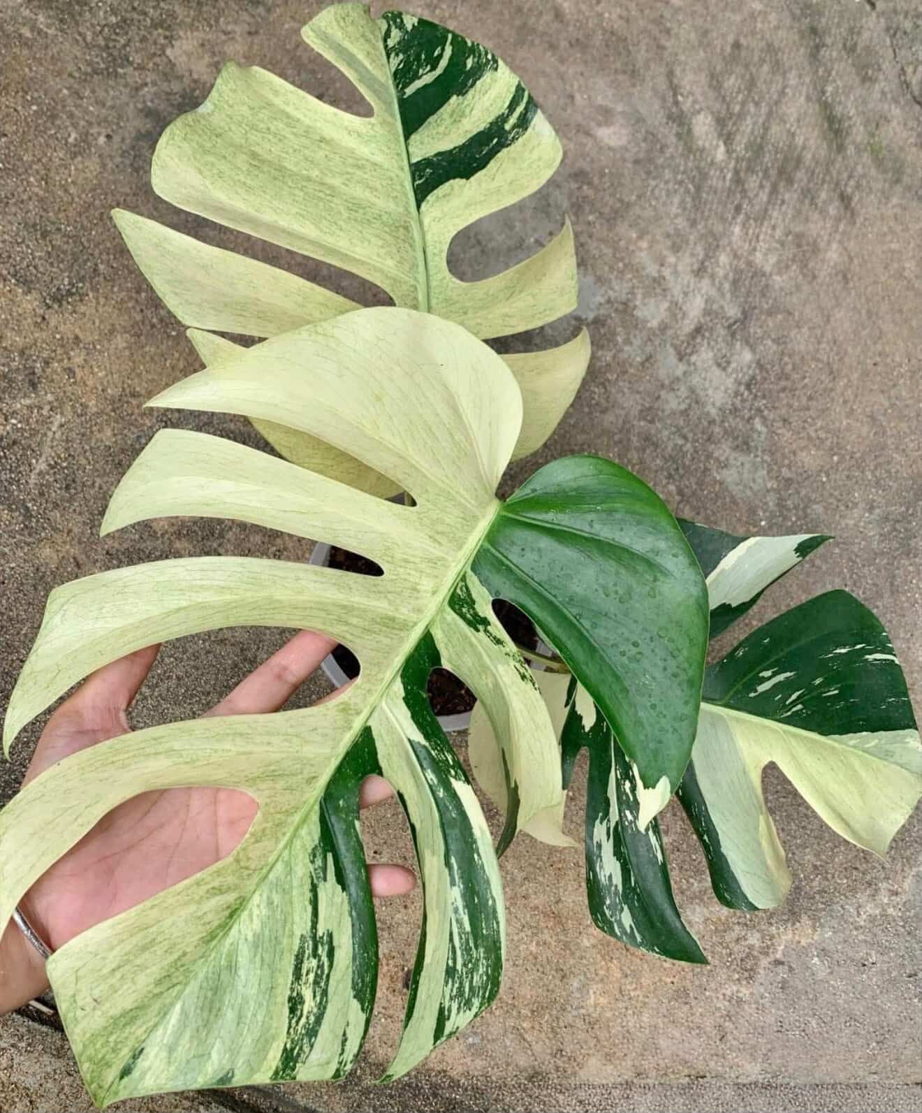 Monstera mint variegated