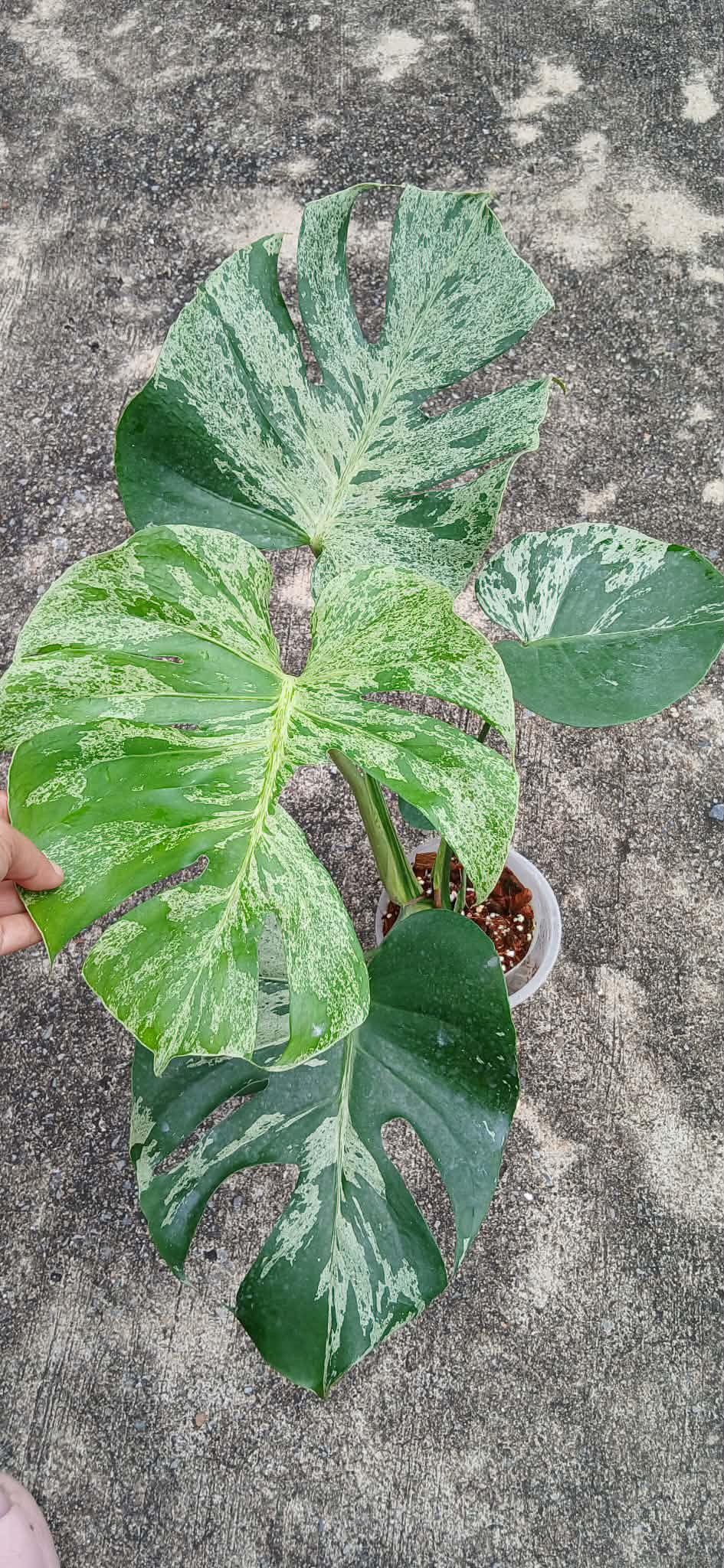 Monstera Bulbasaur - My Store