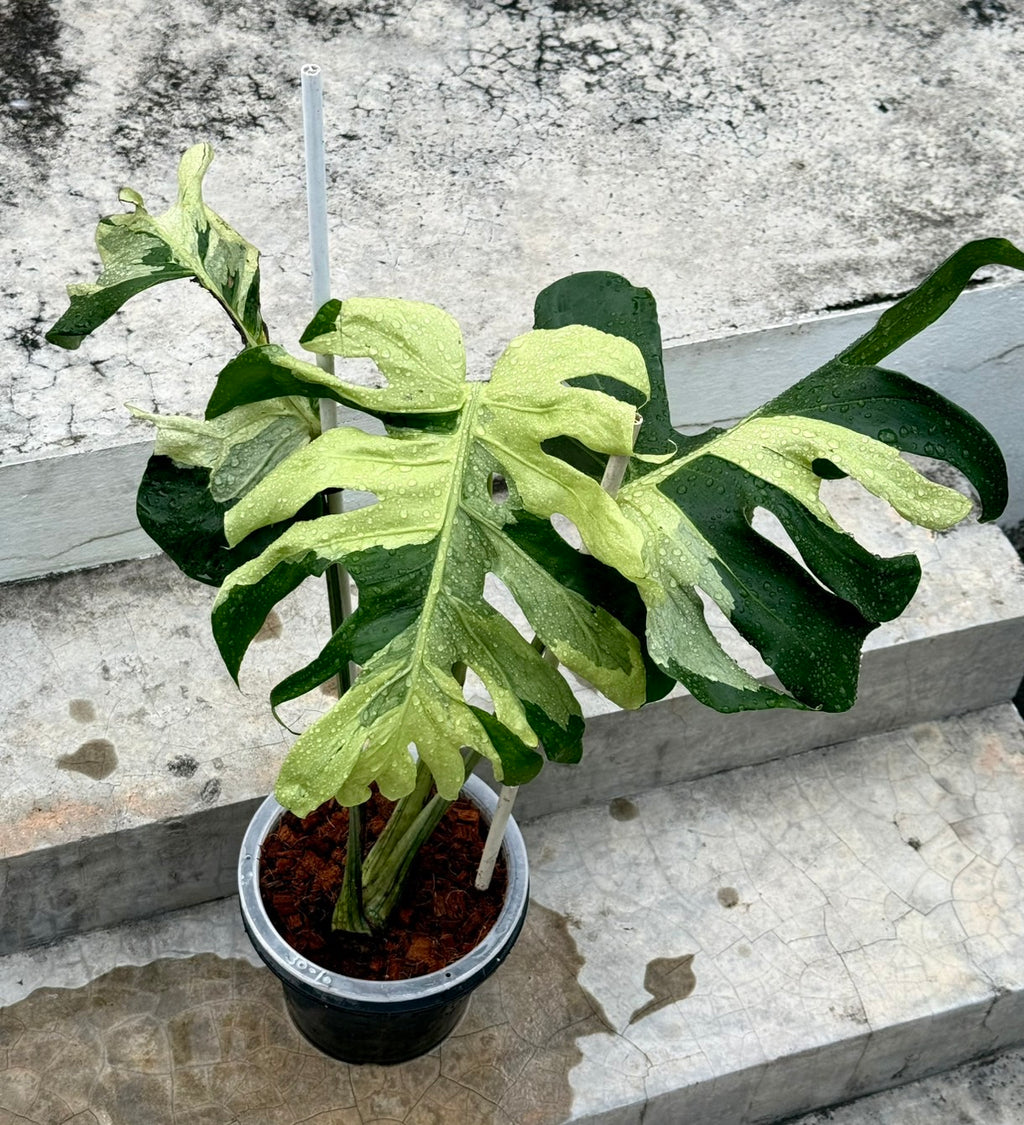 Monstera Ocean Lava Variegated