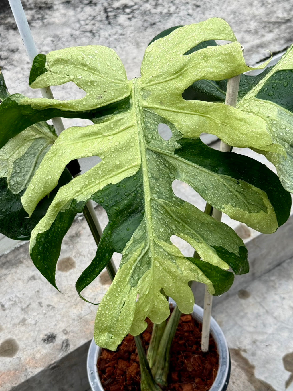 Monstera Ocean Lava Variegated