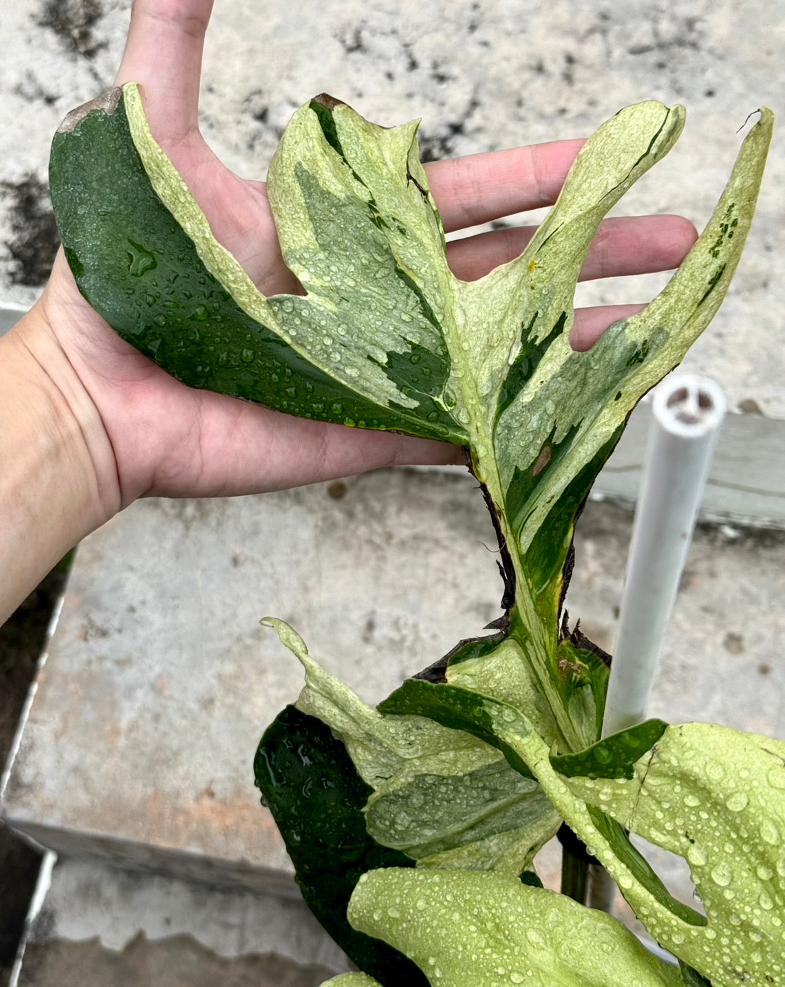 Monstera Ocean Lava Variegated