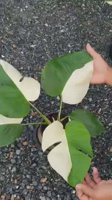 Monstera albo