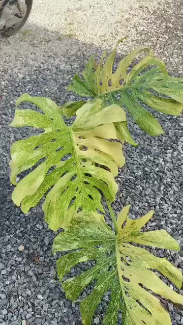 Monstera legacy