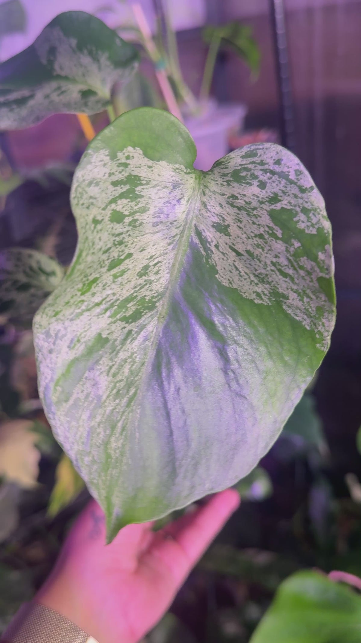 Monstera bulbasaur variegated